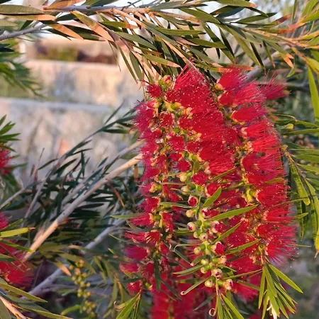 Suerte Cyprus Dom wakacyjny