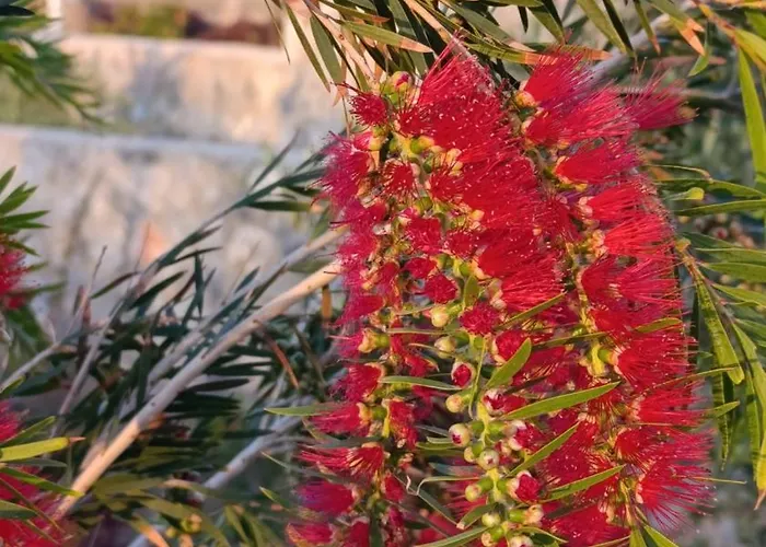 Suerte Cyprus Casa vacanze