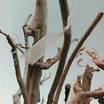 Suerte Cyprus בית נופש Akanthou