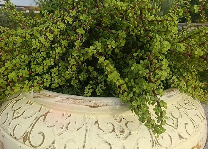 Suerte Cyprus Akanthou